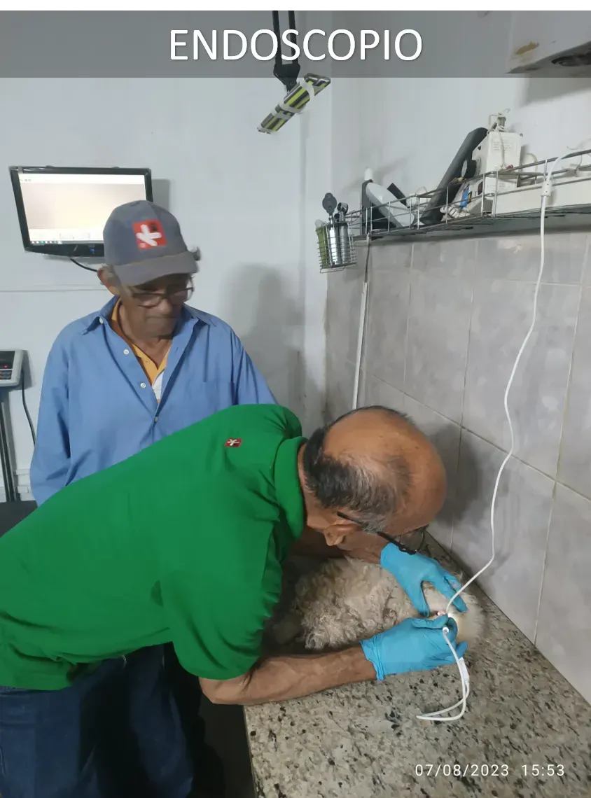 Consultas Médicas